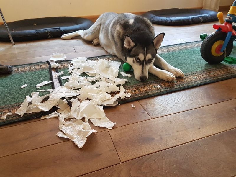 Bruno lying beside a thoroughly shredded paper roll, looking unrepentant